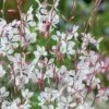 Whirling Butterflies Gaura - 1 Gallon Pot