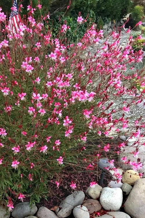 Siskiyou Pink Gaura (Wandflower) - 1 Gallon Pot - Image 5