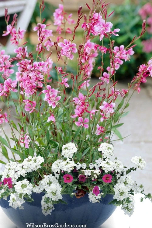 Siskiyou Pink Gaura (Wandflower) - 1 Gallon Pot - Image 4