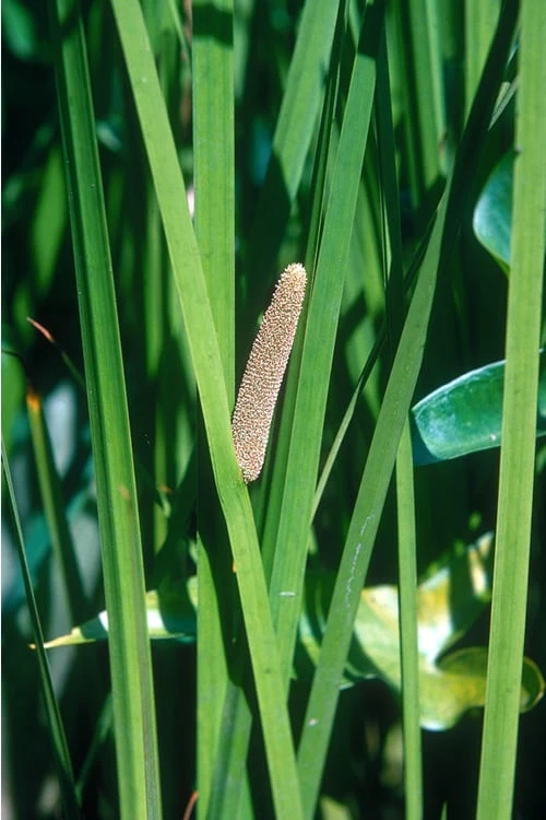 American Sweet Flag (Acorus Americanus) - 8 Pack Of 1 Gallon Pots - Image 6