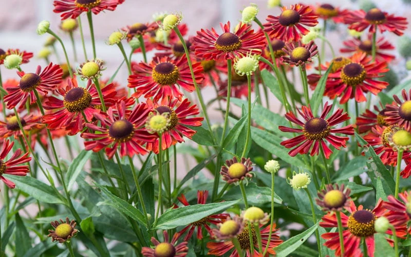Mariachi 'Siesta' Helen's Flower (Helenium) - 1 Gallon Pot - Image 4