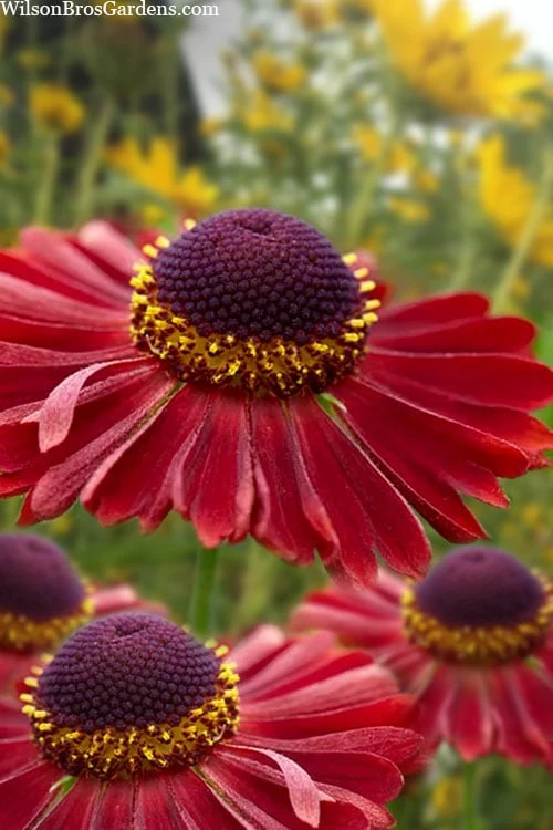 Mariachi 'Siesta' Helen's Flower (Helenium) - 1 Gallon Pot