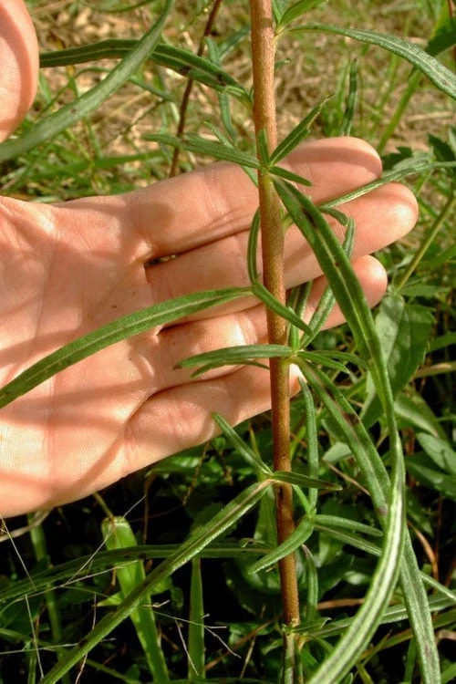Swamp Sunflower (Helianthus Angustifolius) - 6 Pack Of 1 Gallon Pots - Image 6