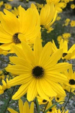 Swamp Sunflower (Helianthus Angustifolius) - 5 Pack Of Quart Pots