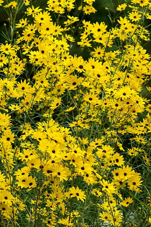 Swamp Sunflower (Helianthus Angustifolius) - 6.5" Pot - Image 4