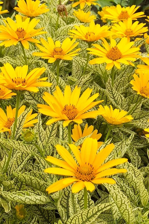 Sunstruck Heliopsis (Perennial Sunflower) - 1 Gallon Pot - Image 6