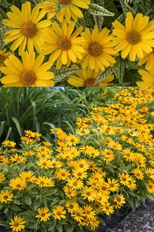 Sunstruck Heliopsis (Perennial Sunflower) - 1 Gallon Pot - Image 5