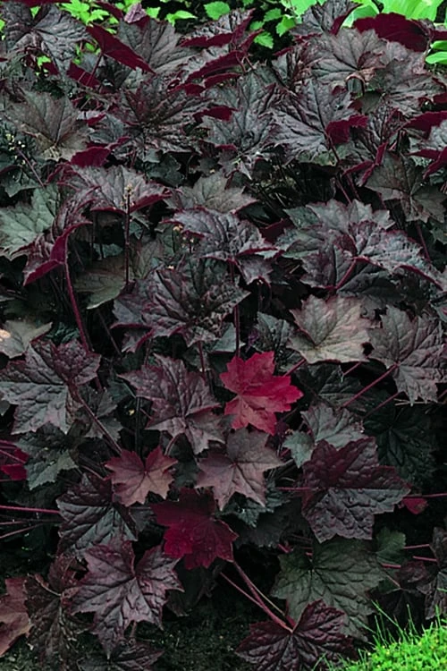 Palace Purple Heuchera (Coral Bells) - 1 Gallon Pot - Image 5
