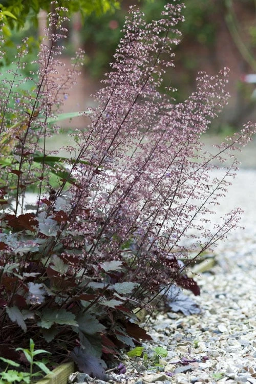 Palace Purple Heuchera (Coral Bells) - 1 Gallon Pot - Image 6