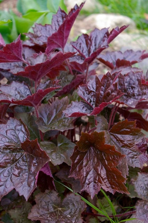 Palace Purple Heuchera (Coral Bells) - 1 Gallon Pot - Image 4