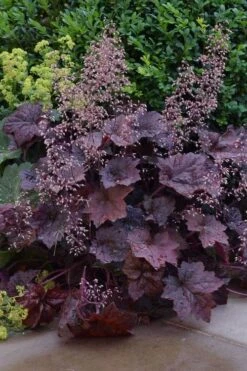 Palace Purple Heuchera (Coral Bells) - 1 Gallon Pot