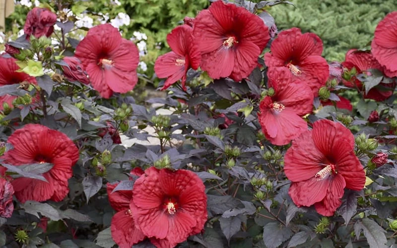 Summerific Holy Grail Hardy Hibiscus (Rose Mallow) - 1 Gallon Pot - Image 5