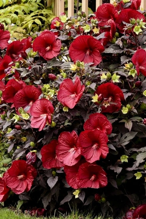 Summerific Holy Grail Hardy Hibiscus (Rose Mallow) - 1 Gallon Pot - Image 6