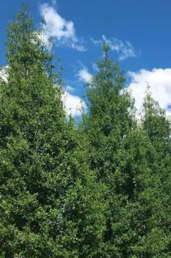 Savannah Holly - 7 Gallon Pot