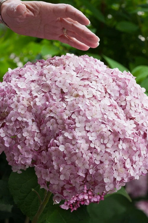 Incrediball Blush Smooth Hydrangea - 3 Pack Of Quart Pots