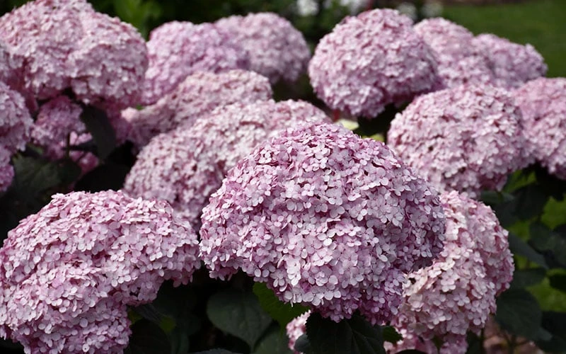 Incrediball Blush Smooth Hydrangea - 3 Pack Of Quart Pots - Image 5