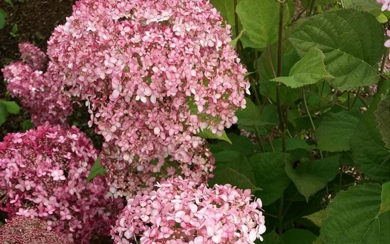 Pinkerella Hydrangea - 3 Gallon Pot - Image 5