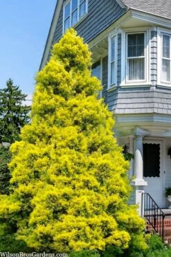 Sunny Foster Holly - 3 Gallon Pot