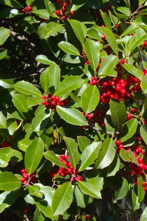 Greenleaf American Holly (Ilex Opaca) - 3 Gallon Pot - Image 7