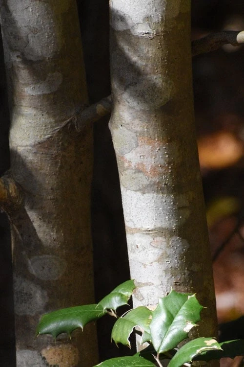 Old Heavy Berry American Holly (Ilex Opaca) - 1 Gallon Pot - Image 6