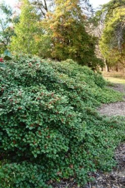 Maryland Spreader American Holly - 3 Gallon Pot