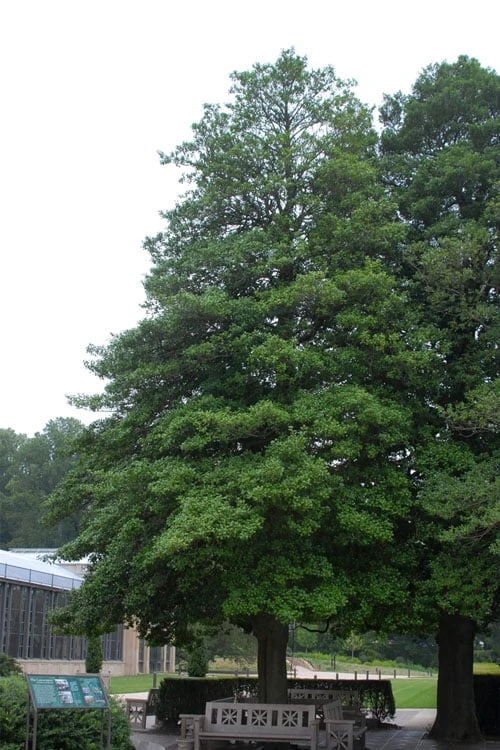 Old Heavy Berry American Holly (Ilex Opaca) - 1 Gallon Pot - Image 7