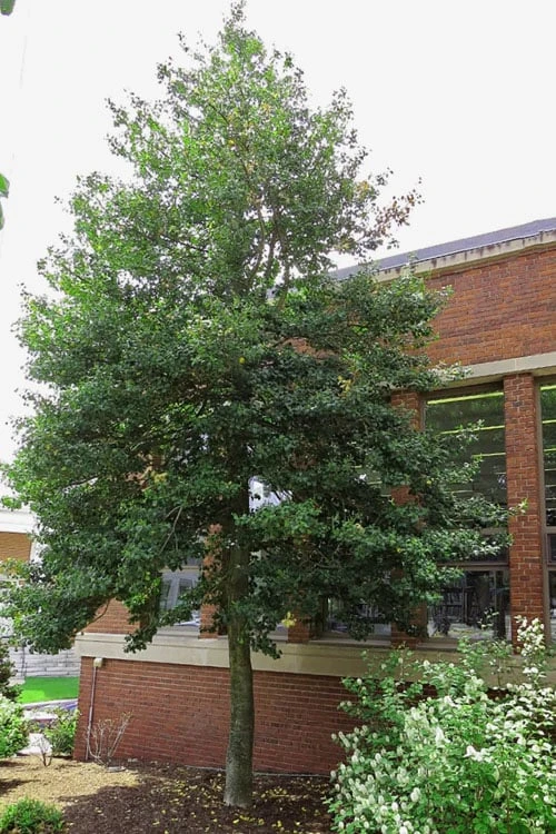 Old Heavy Berry American Holly (Ilex Opaca) - 1 Gallon Pot - Image 5