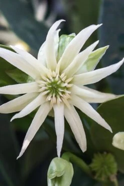 Orion Star Flower Anise (Illicium) - 3 Gallon Pot