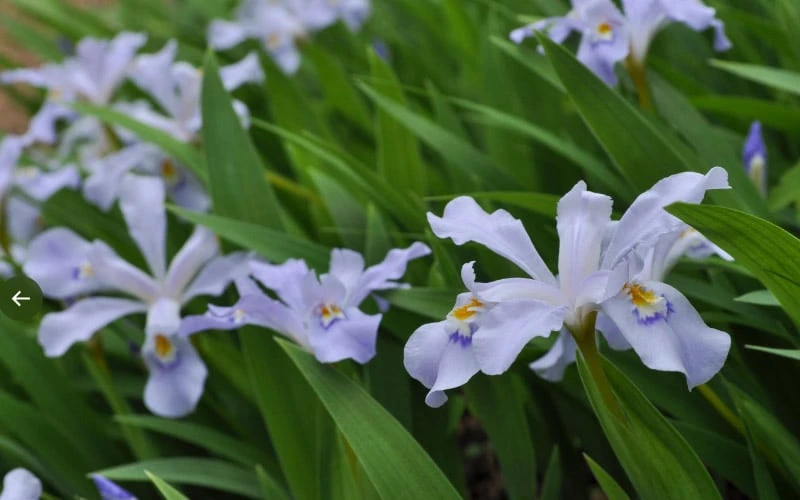 Dwarf Crested Iris (Iris Cristata) - 1 Gallon Pot - Image 5