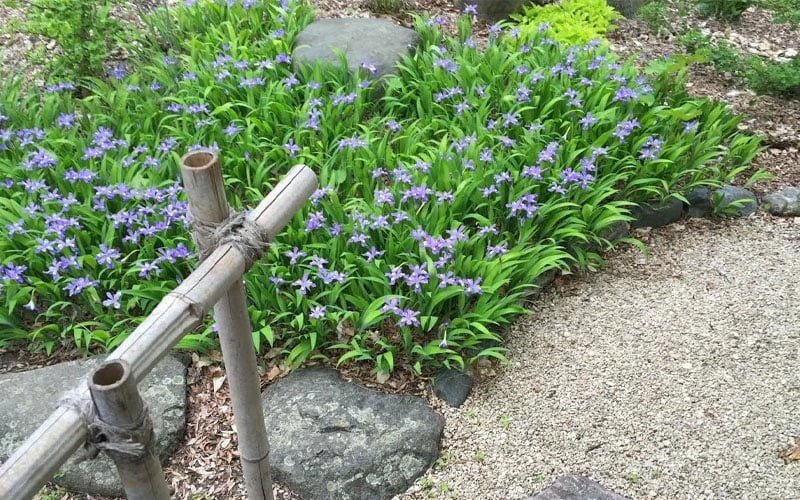 Dwarf Crested Iris (Iris Cristata) - 1 Gallon Pot - Image 4