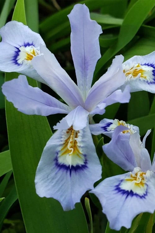 Dwarf Crested Iris (Iris Cristata) - 1 Gallon Pot - Image 8