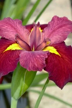 Ann Chowning Louisiana Iris - 1 Gallon Pot