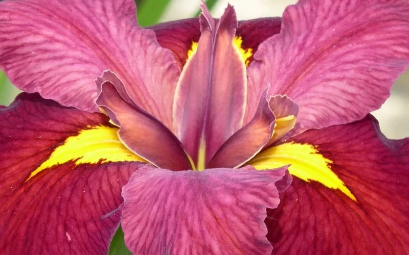Ann Chowning Louisiana Iris - 1 Gallon Pot - Image 5