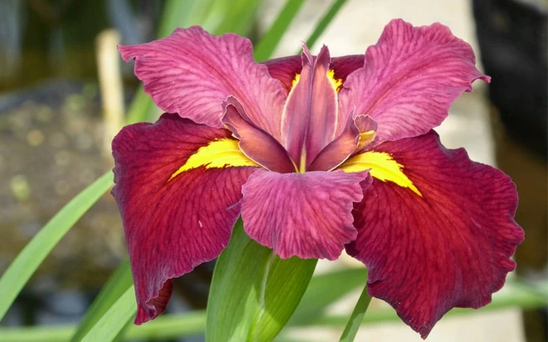 Ann Chowning Louisiana Iris - 1 Gallon Pot - Image 4