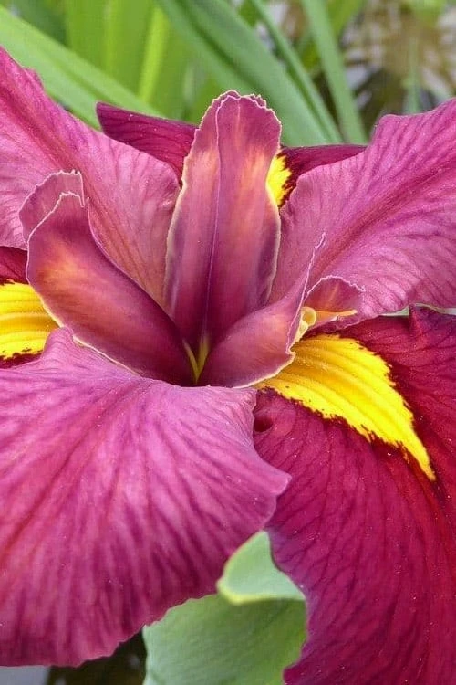 Ann Chowning Louisiana Iris - 1 Gallon Pot - Image 6