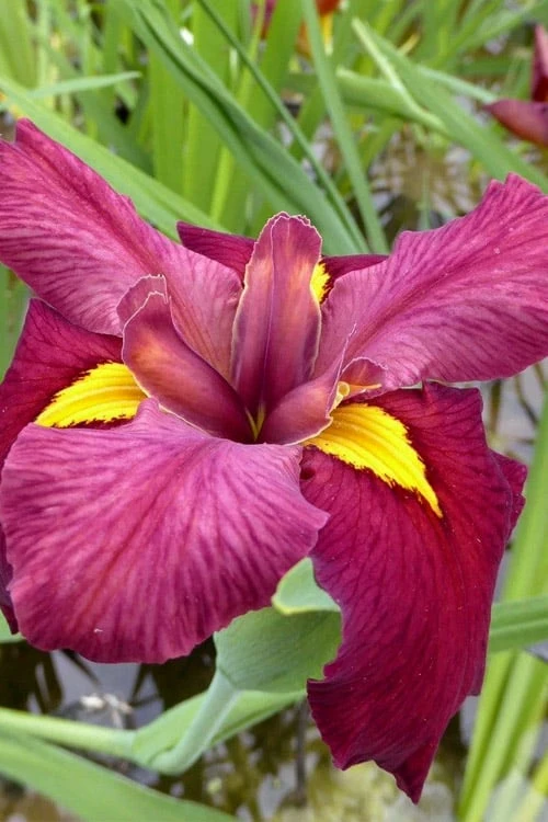 Ann Chowning Louisiana Iris - 1 Gallon Pot - Image 7