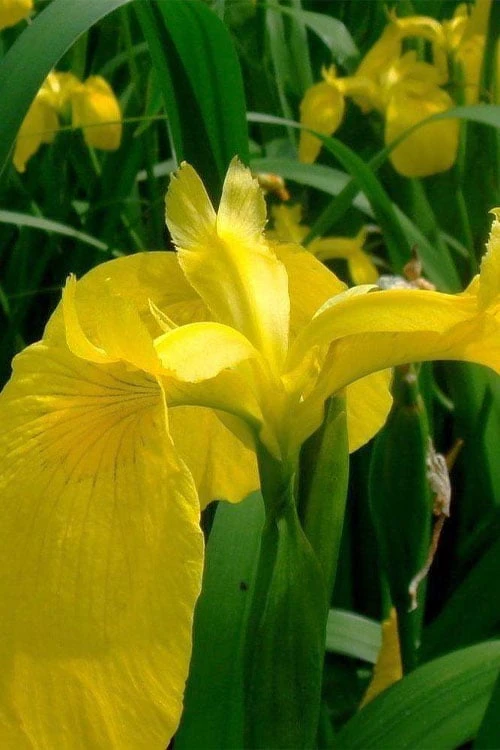 Yellow Flag Iris - 1 Gallon Pot - Image 8