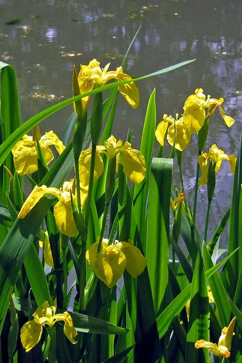 Yellow Flag Iris - 6 Pack Of 1 Gallon Pots - Image 5