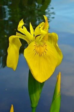 Yellow Flag Iris - 1 Gallon Pot