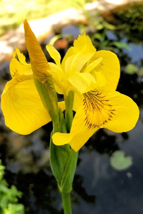 Yellow Flag Iris - 6 Pack Of 1 Gallon Pots - Image 7
