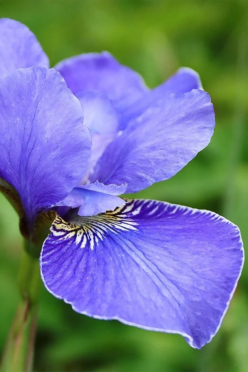 Silver Edge Siberian Iris - 1 Gallon Pot - Image 6
