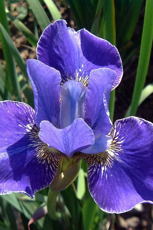 Silver Edge Siberian Iris - 1 Gallon Pot - Image 7