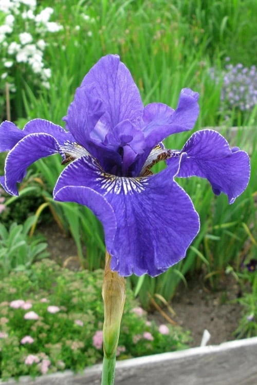 Silver Edge Siberian Iris - 1 Gallon Pot - Image 4