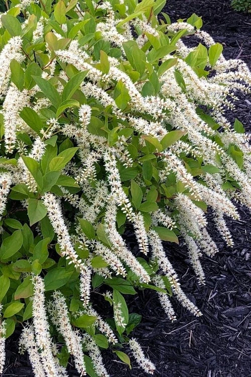 Little Henry Virginia Sweetspire (Itea) - 3 Gallon Pot - Image 5