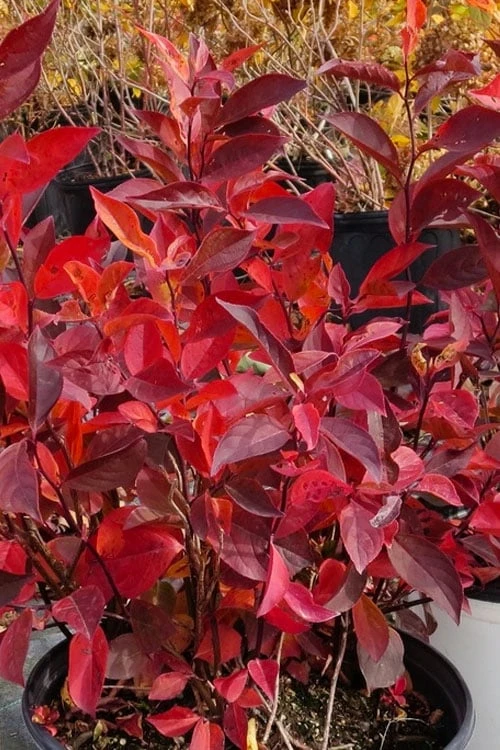 Little Henry Virginia Sweetspire (Itea) - 3 Gallon Pot - Image 4