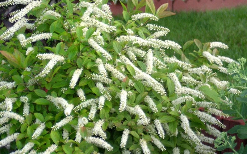 Little Henry Virginia Sweetspire (Itea) - 3 Gallon Pot - Image 6