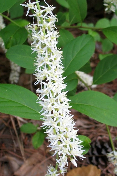 Little Henry Virginia Sweetspire (Itea) - 3 Gallon Pot - Image 7