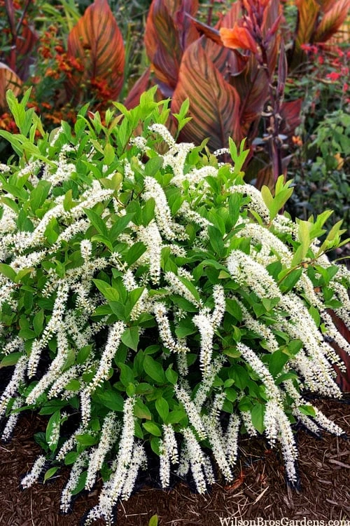 Little Henry Virginia Sweetspire (Itea) - 3 Gallon Pot