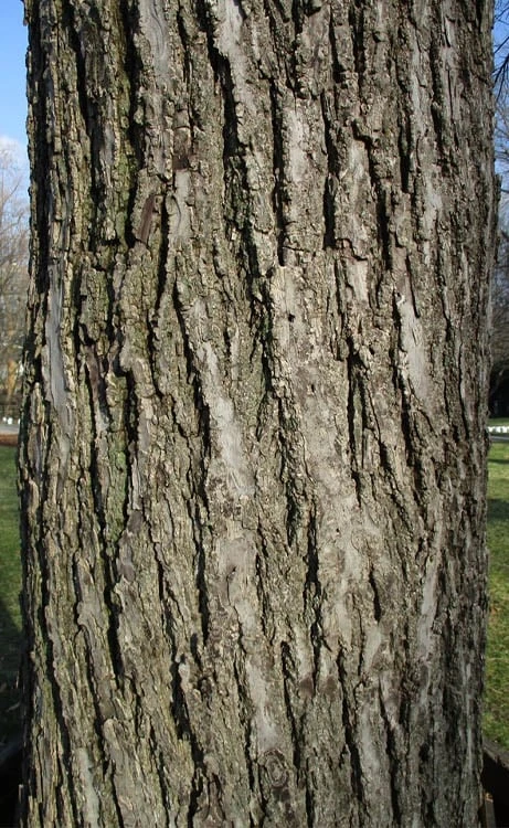 Black Walnut Tree (Juglans Nigra) - 3 Gallon Pot - Image 8