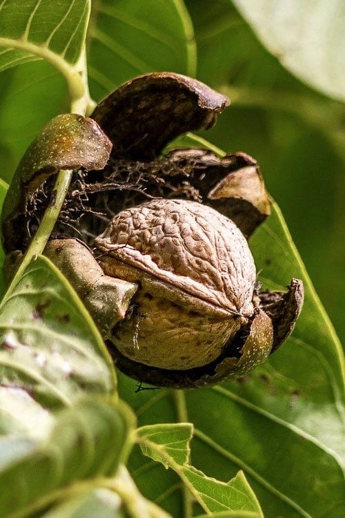 Black Walnut Tree (Juglans Nigra) - 3 Gallon Pot - Image 7